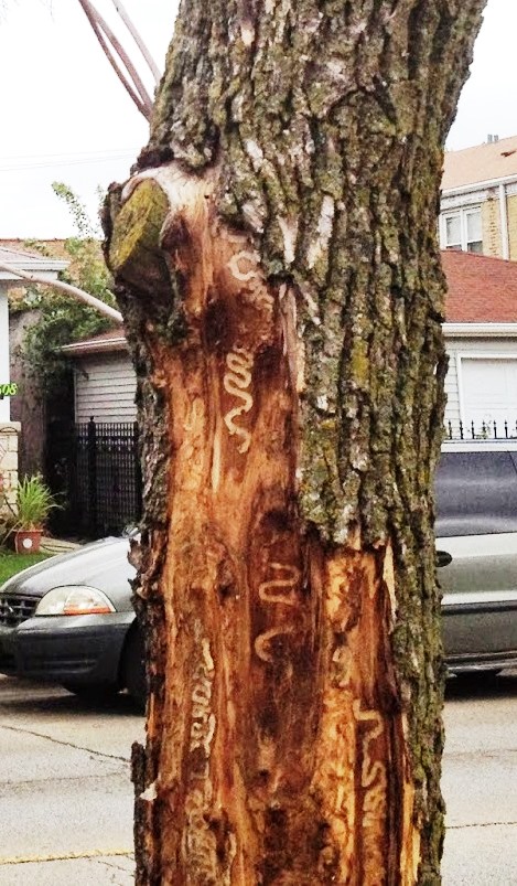 street tree